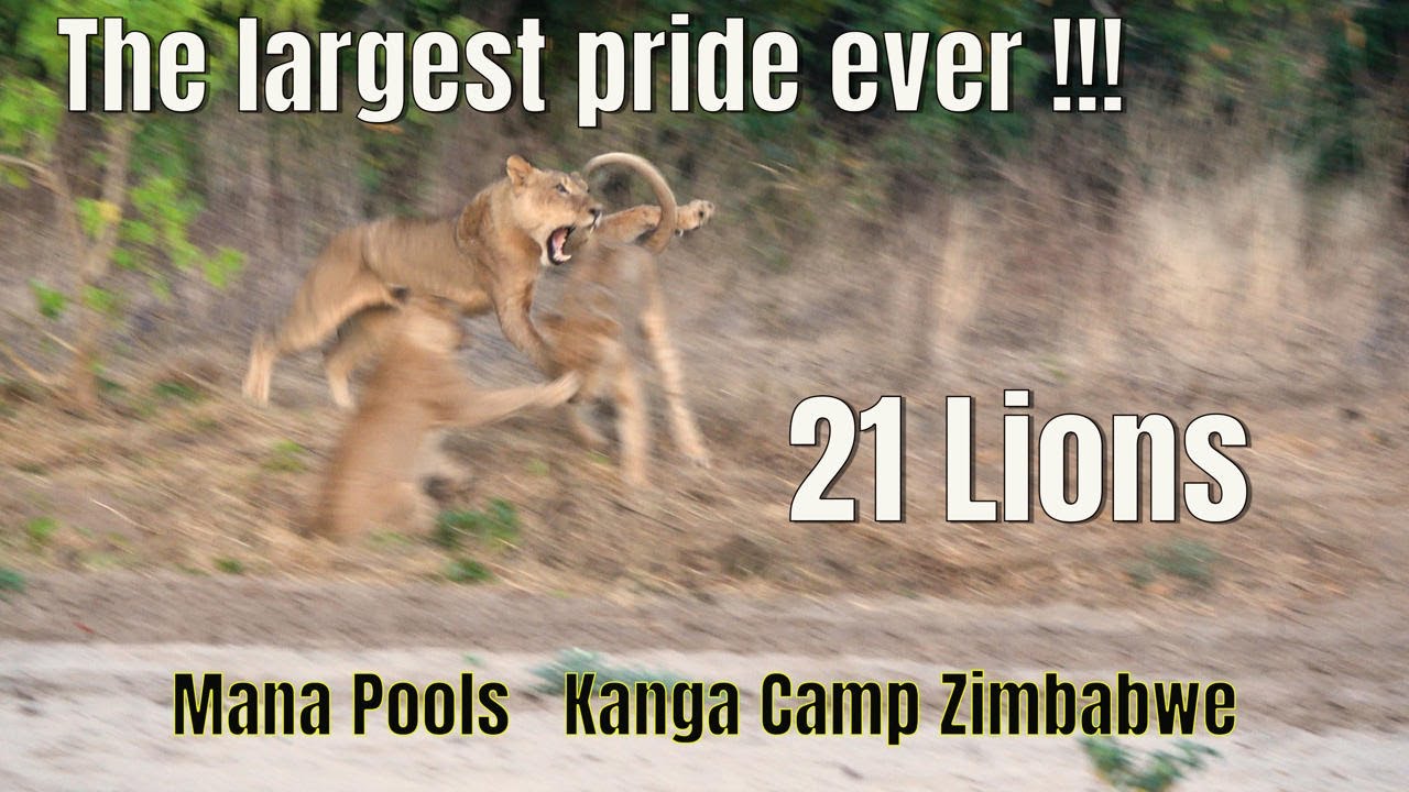 Lions of Mana Pools Kanga Camp