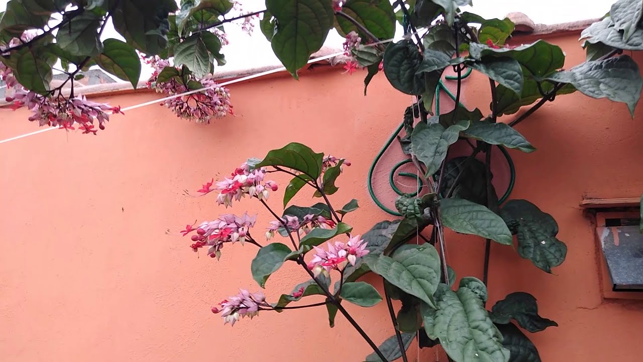 ☑️🛑 LÁGRIMA DE CRISTO VERMELA!  cheia de flores.( CLERODENDRUM THOMSONAE)