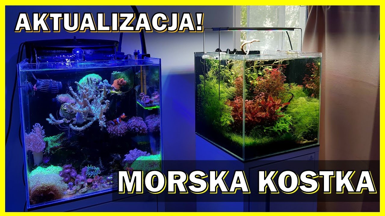 [Morskie] Morska kostka 27L - Aktualizacja 📅