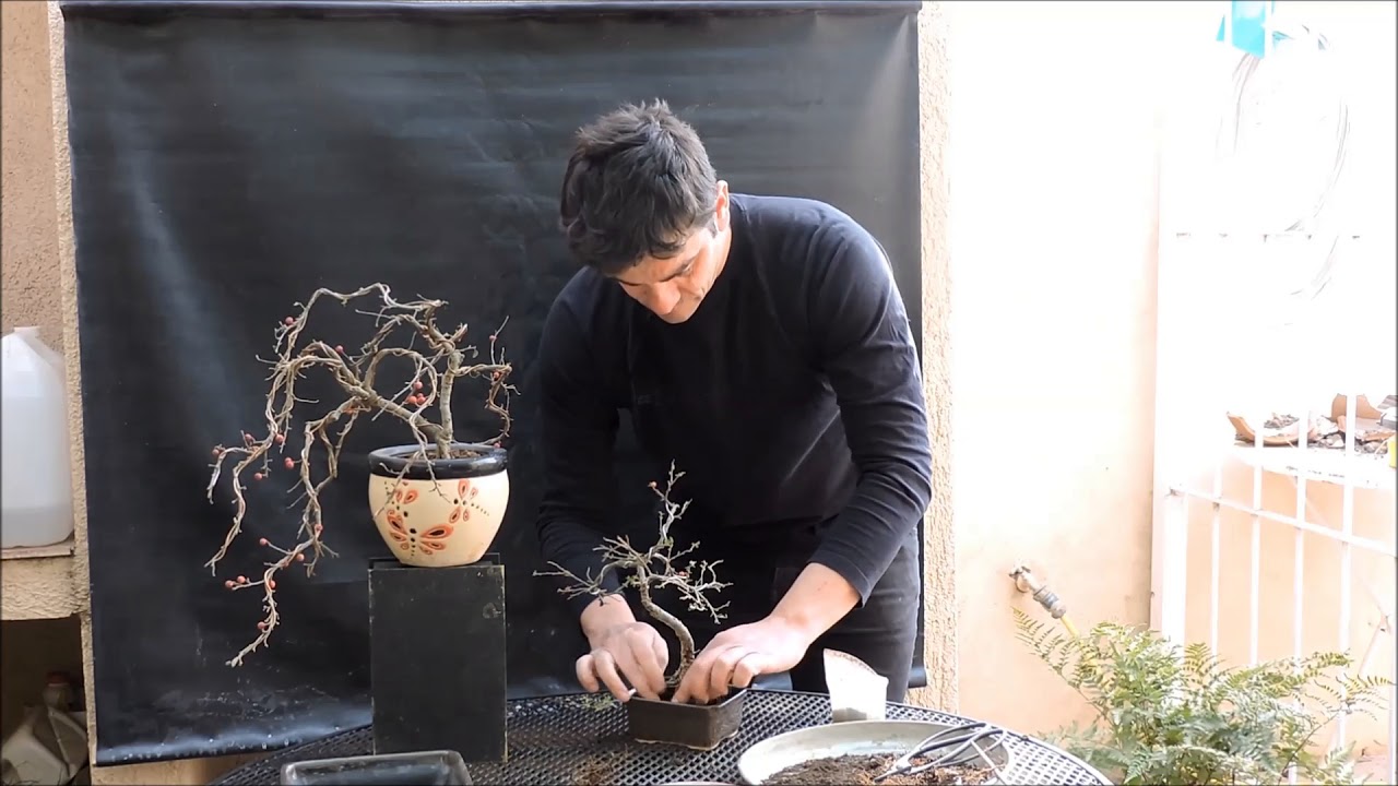 bonsái cotoneaster, trasplante y brotación primaveral 2017