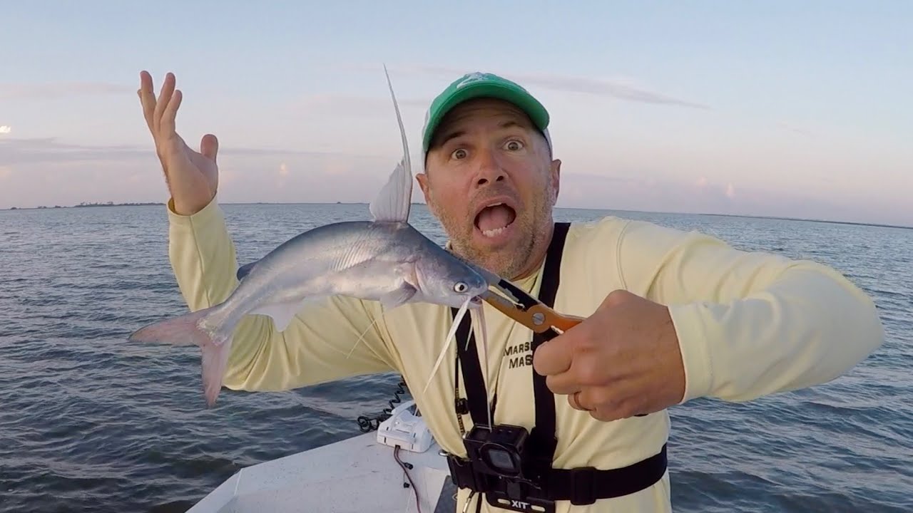 Catch-and-cook: Gafftop catfish. How do they really taste?