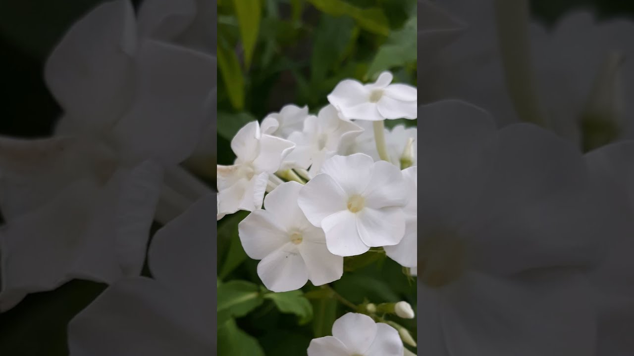 Piibel, 1. Johannese kiri (eesti keeles)