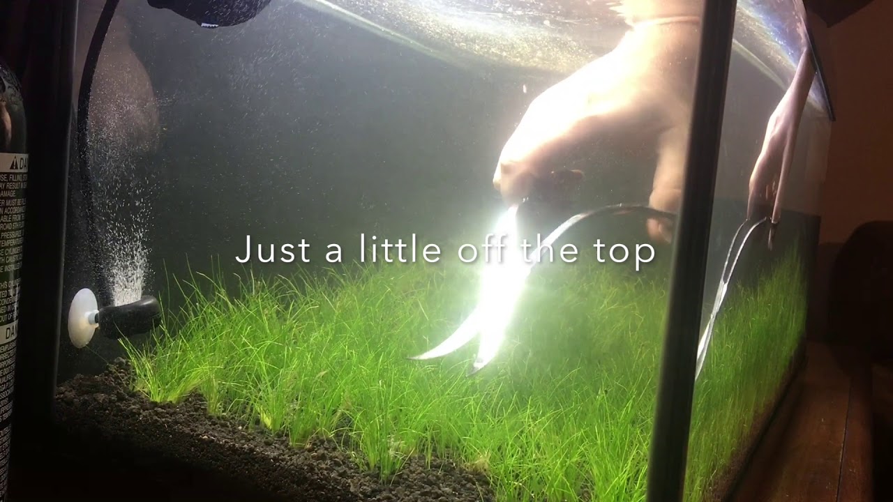 20 Gallon Dwarf Hairgrass Dry Start Method - After 2 Months