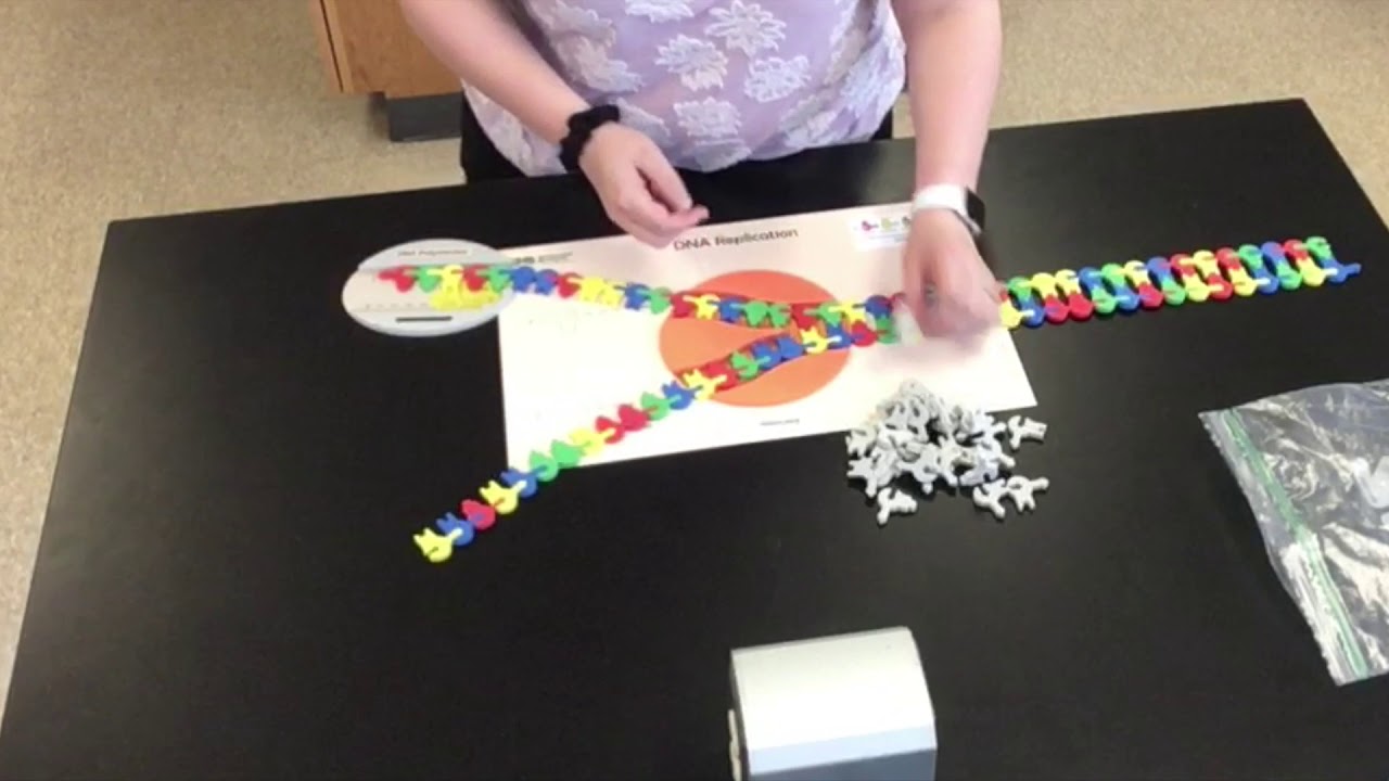 DNA Replication Model