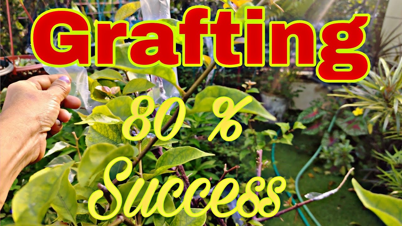 Grafting Result #graftsuccess #bougainvillea grafting #gardening #trending 