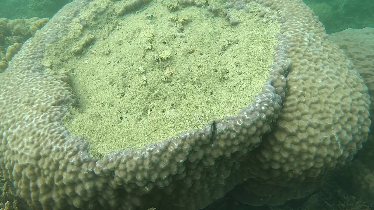 Les poissons du lagon de Nouvelle caledonie