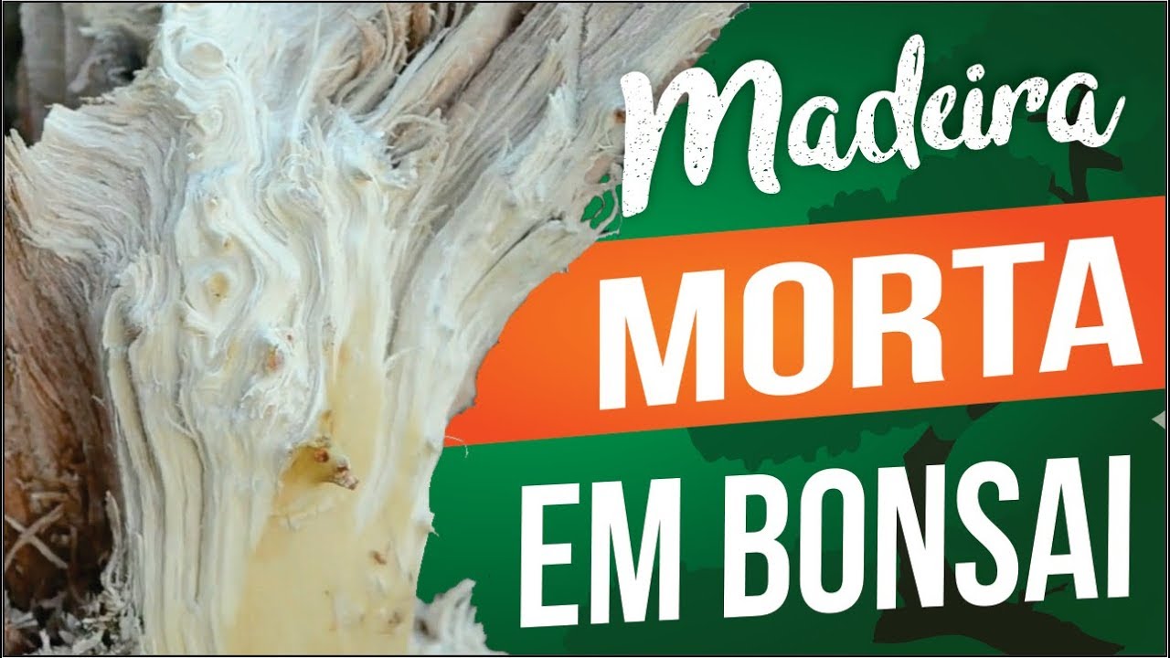 AULA COMPLETA DE MADEIRA MORTA EM BONSAI COM ANDRES BICOCCA