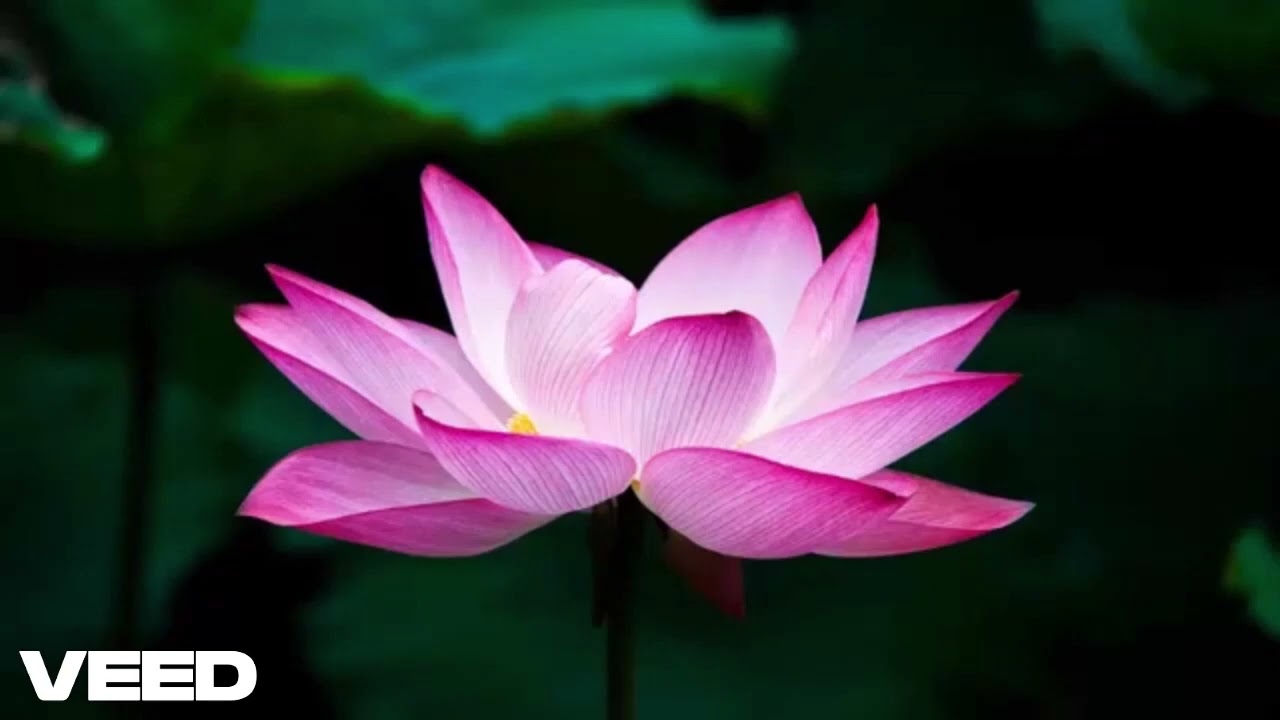 Il Tai Chi è una disciplina millenaria nata in Cina oltre 3000 anni fa, ha benefici su corpo e mente