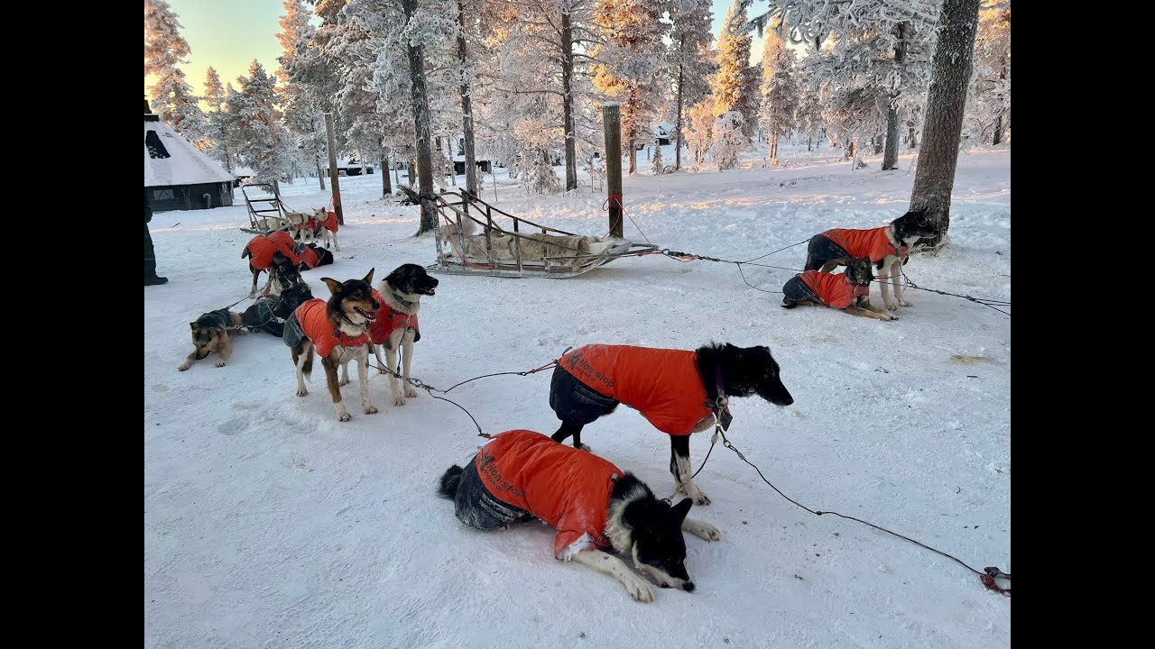 Husky Safari with Northern LightS Village Saariselkä in Finland
