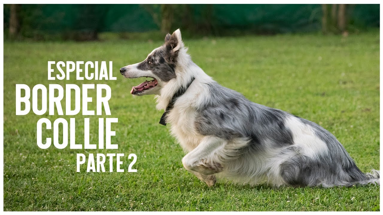 Especial Border Collie parte 2