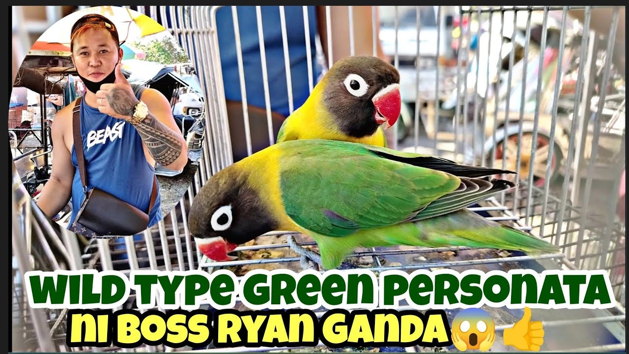 bocaue birds market#wild type green personata ni boss Ryan Ang Ganda😱👍