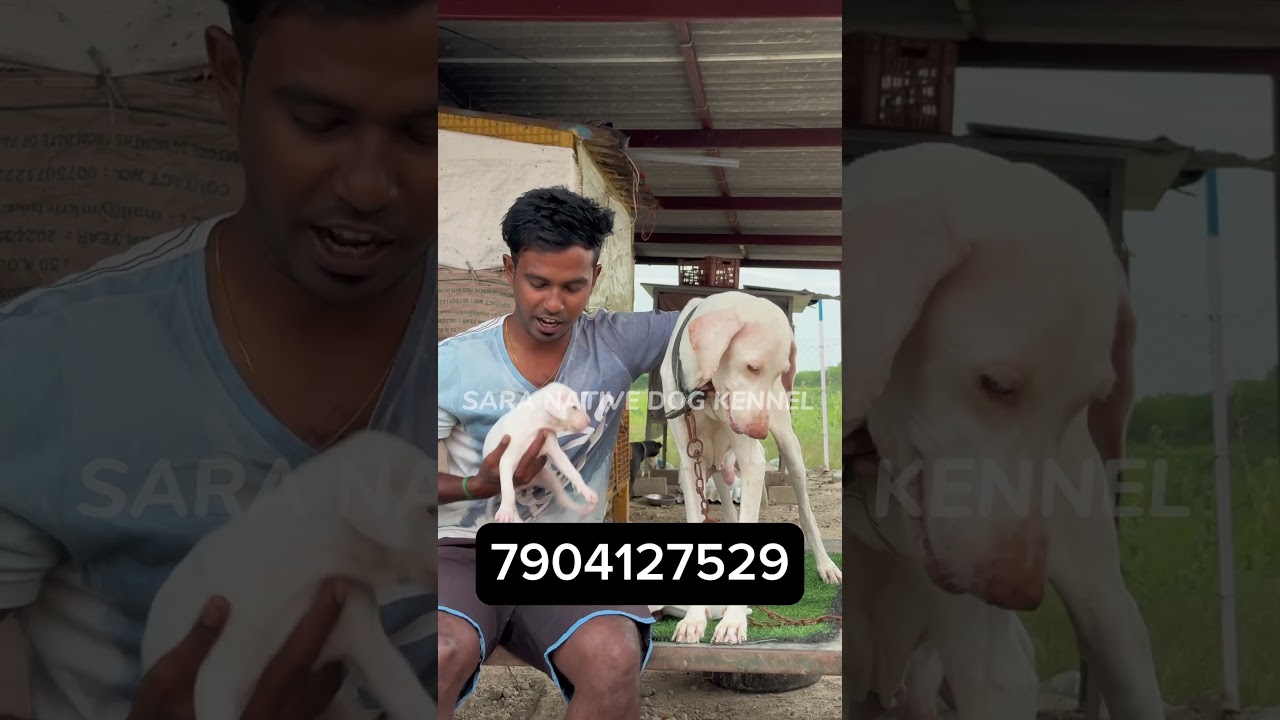 Top Class Rajapalayam Pups 