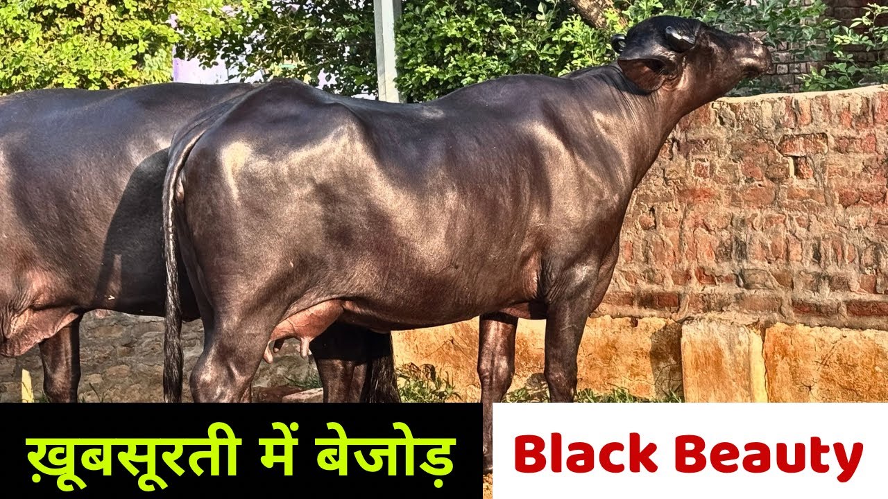 नगीना ख़ूबसूरती का - हरियाणा की आजतक की सबसे ख़ूबसूरत भैंस - Vicky (Malvi - Jind)