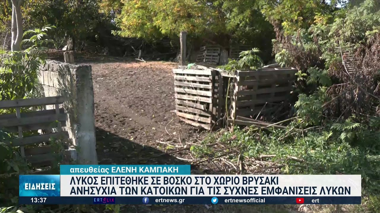 Λύκος επιτέθηκε σε βοσκό στο Βρυσάκι Ημαθίας | 01/11/2022 | ΕΡΤ