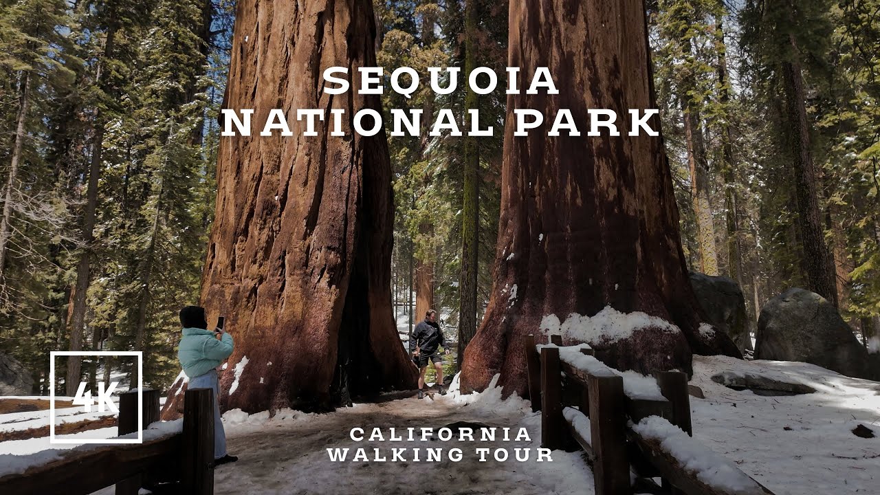 California walking tour - Sequoia National Park relaxing 2024 4K