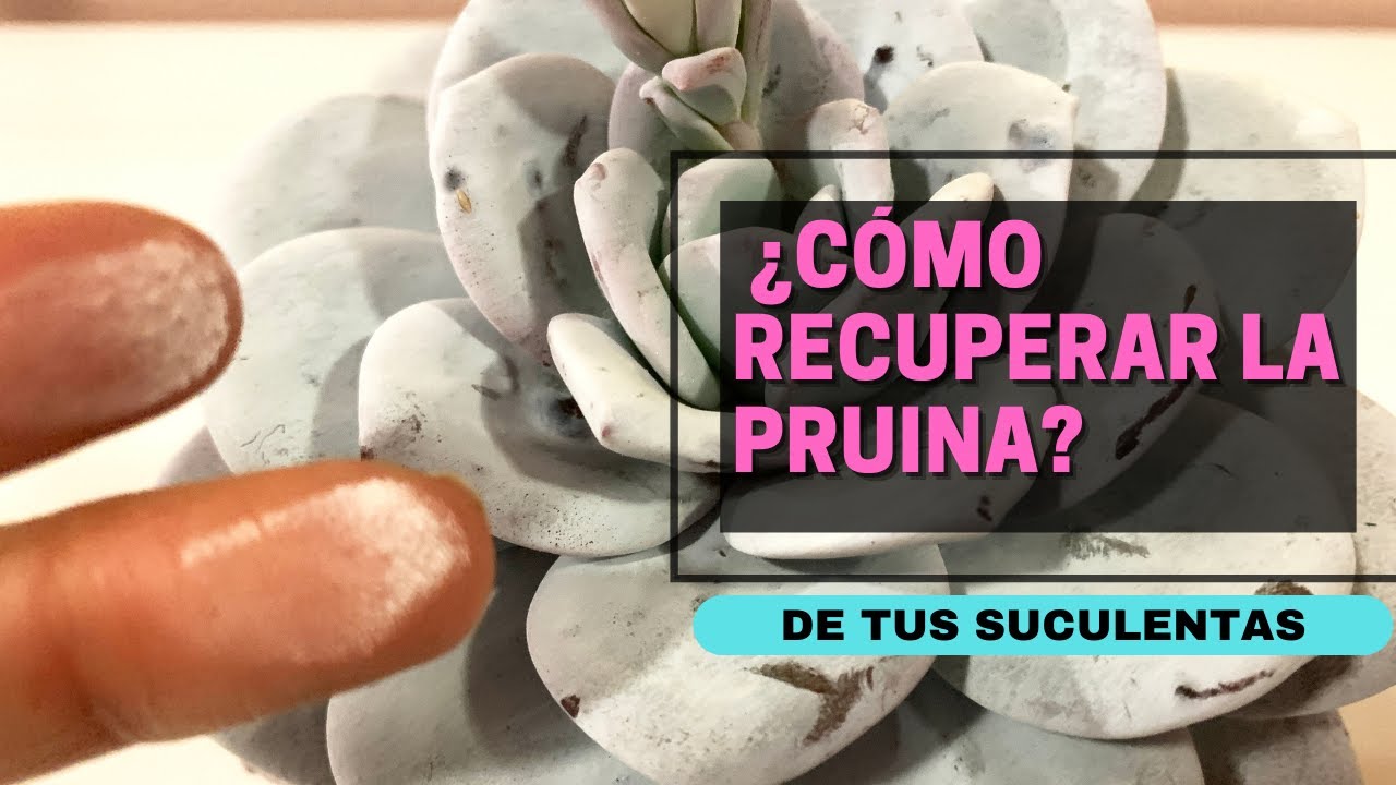 ¿Qué es la pruina? Y cómo recuperarla si has manchado tus suculentas.