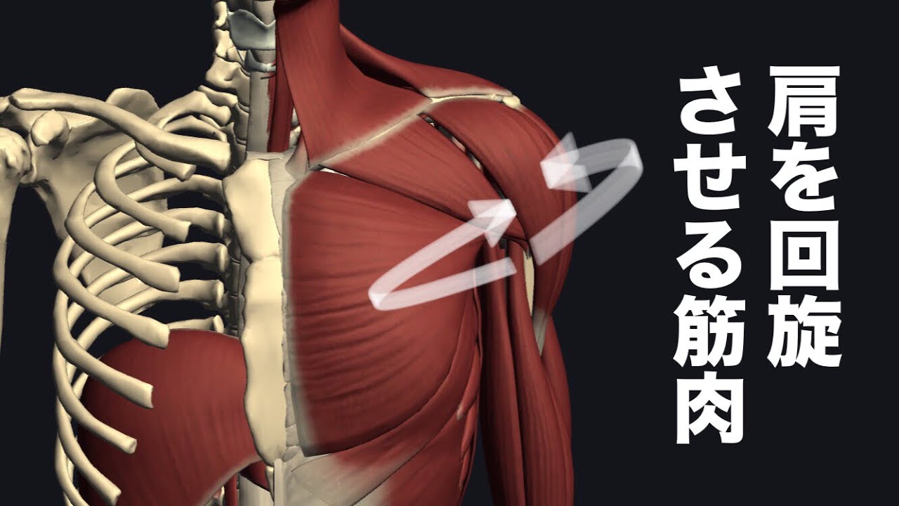肩を内旋外旋させる筋肉を解説してみた