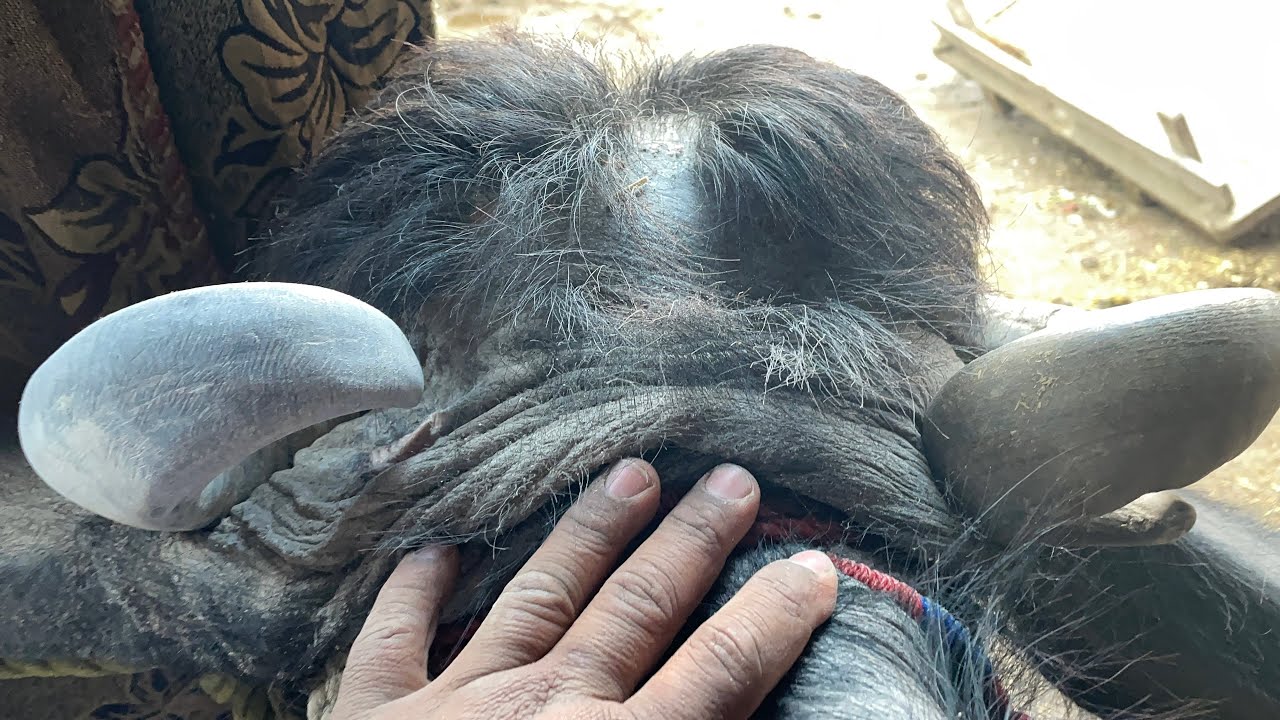 Reshaping Horng 