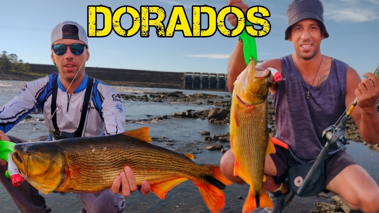 PESCA en REPRESA DE PALMAR📌DORADOS ATACAN EN SUPERFICIE, UNO TRAS OTRO - UNA LOCURA🎣