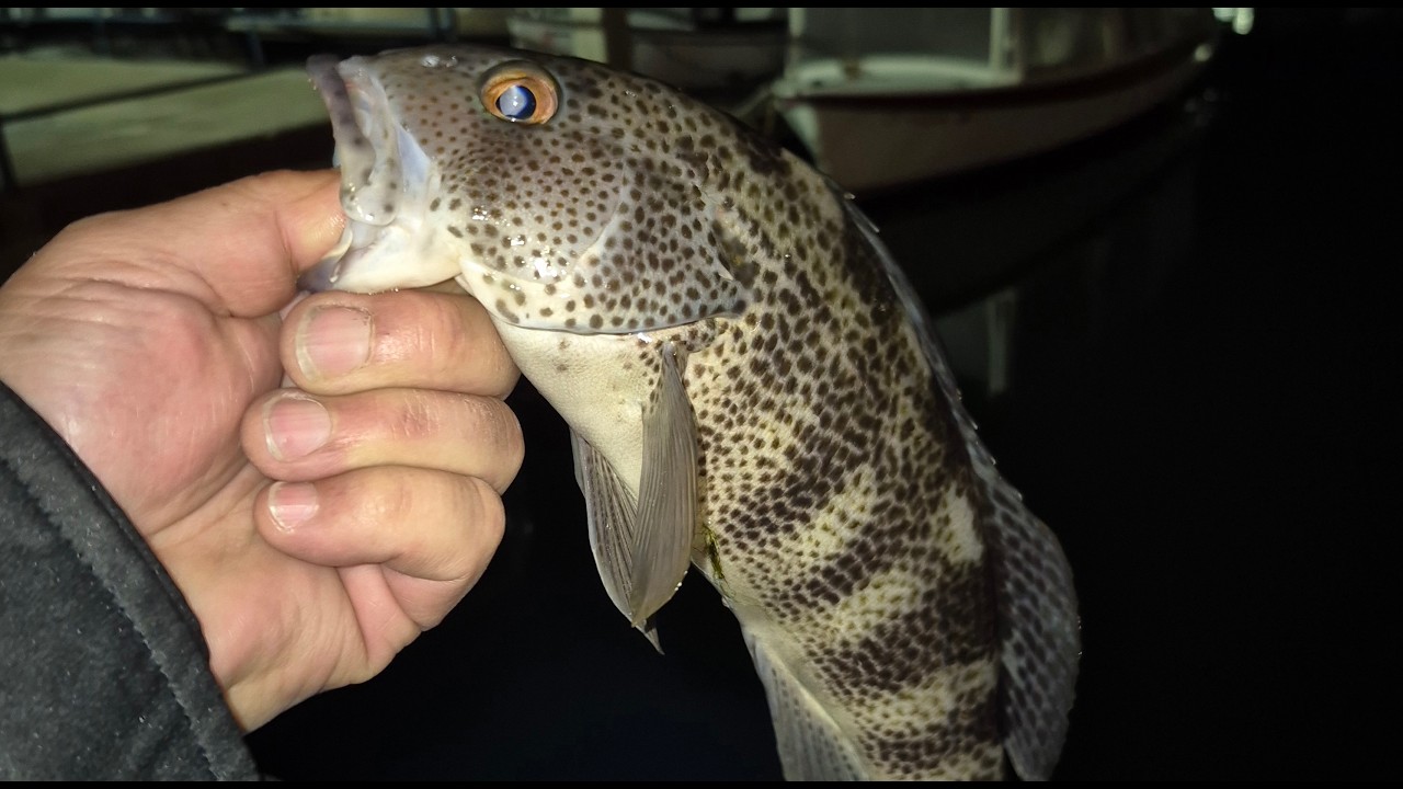 Fishing NH night action! Spotties, Sandies and Halibut bonus.