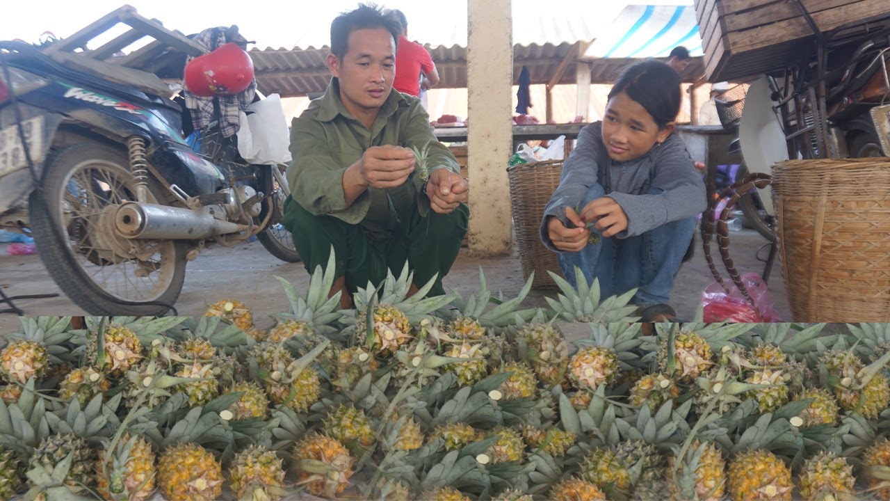 Together with the orphan girl, harvest pineapples to sell at the market and take care of pets