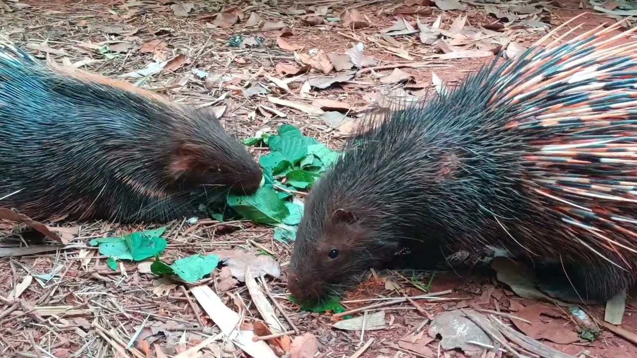1.Two porcupines are eating wild leaves.#porcupines#wild animals#