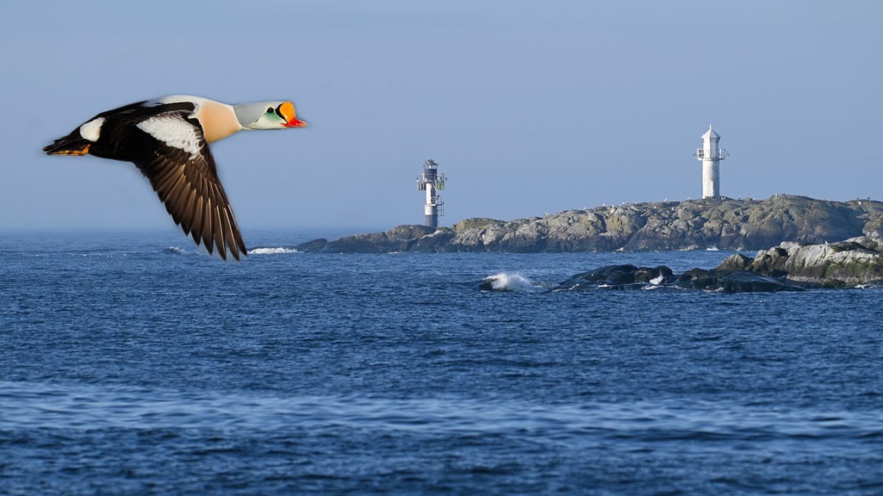 King Eider mating behavior