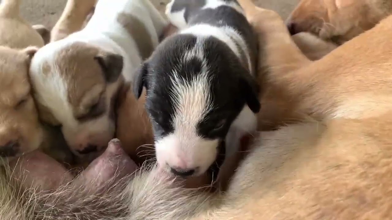 Cute puppies while breastfeeding #puppy #dog #shorts #puppy