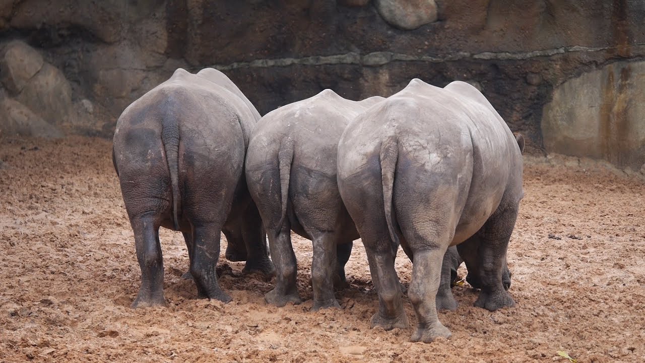 New Rhinos Move Into the Houston Zoo