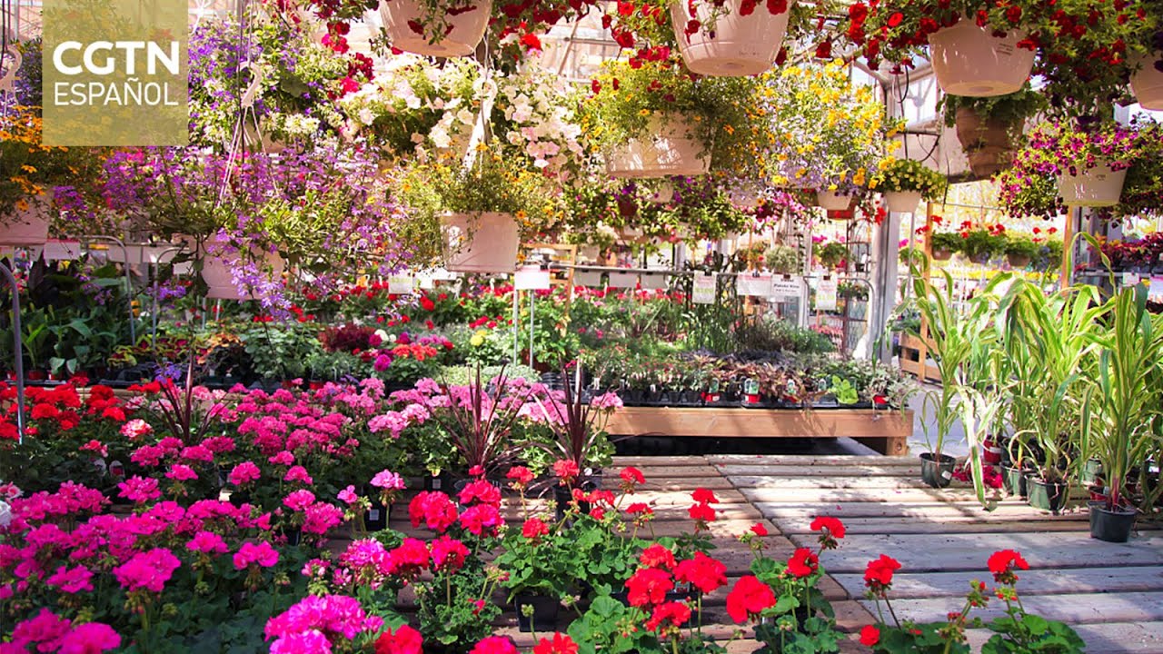 El Ayuntamiento de Madrid cultiva las plantas y &aacute;rboles que configuran sus parques y jardines