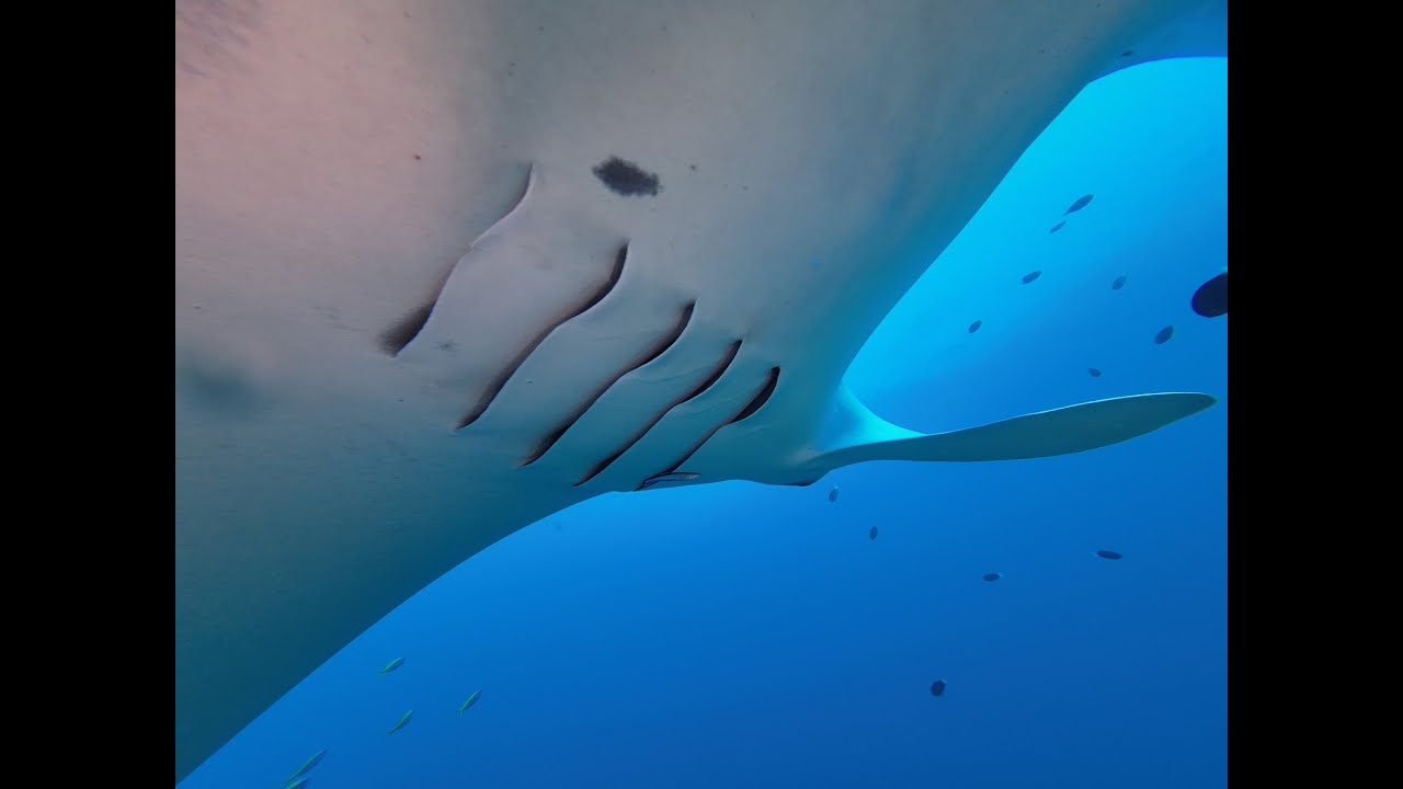 Addu Atoll Manta point 2024