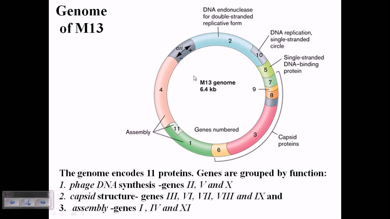 M13 phage genome structure