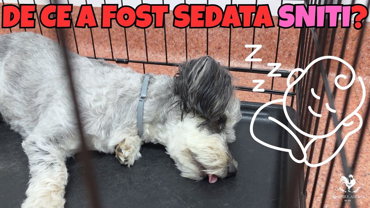 AM PRIMIT ANIMALUTE NOI
