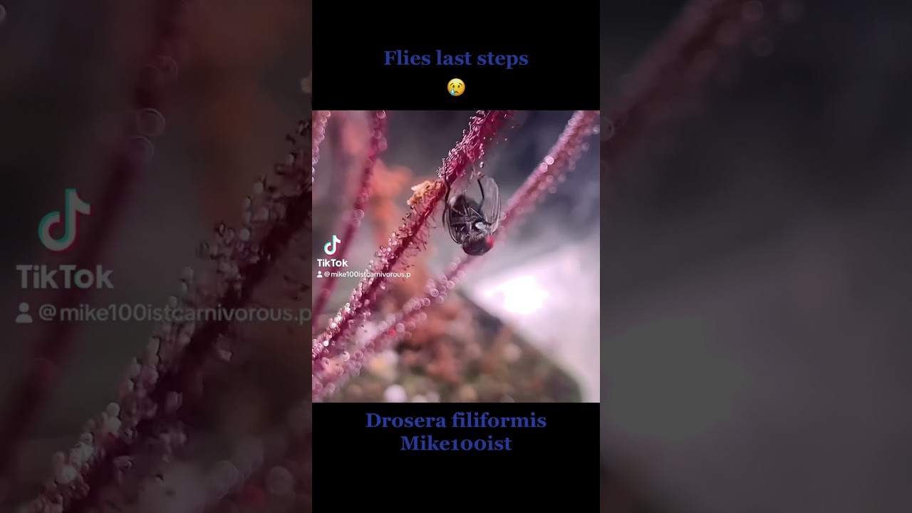 Drosera filiformis flies last steps 😢