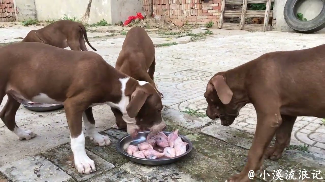 两个月的禁犬比特，个头小吃食不含糊，4盘子食物一眨眼抢光了