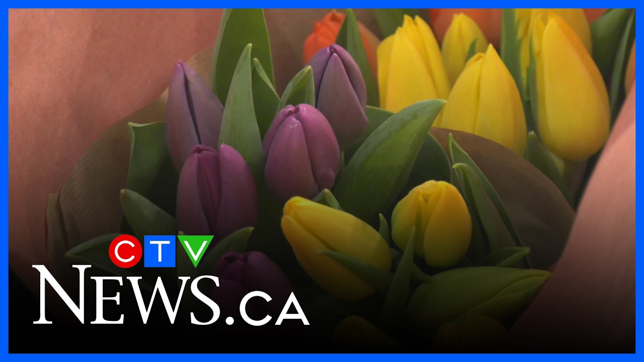 Red Deer tulip farmers bringing spring to Edmonton | CTV News Red Deer for Feb. 9, 2026