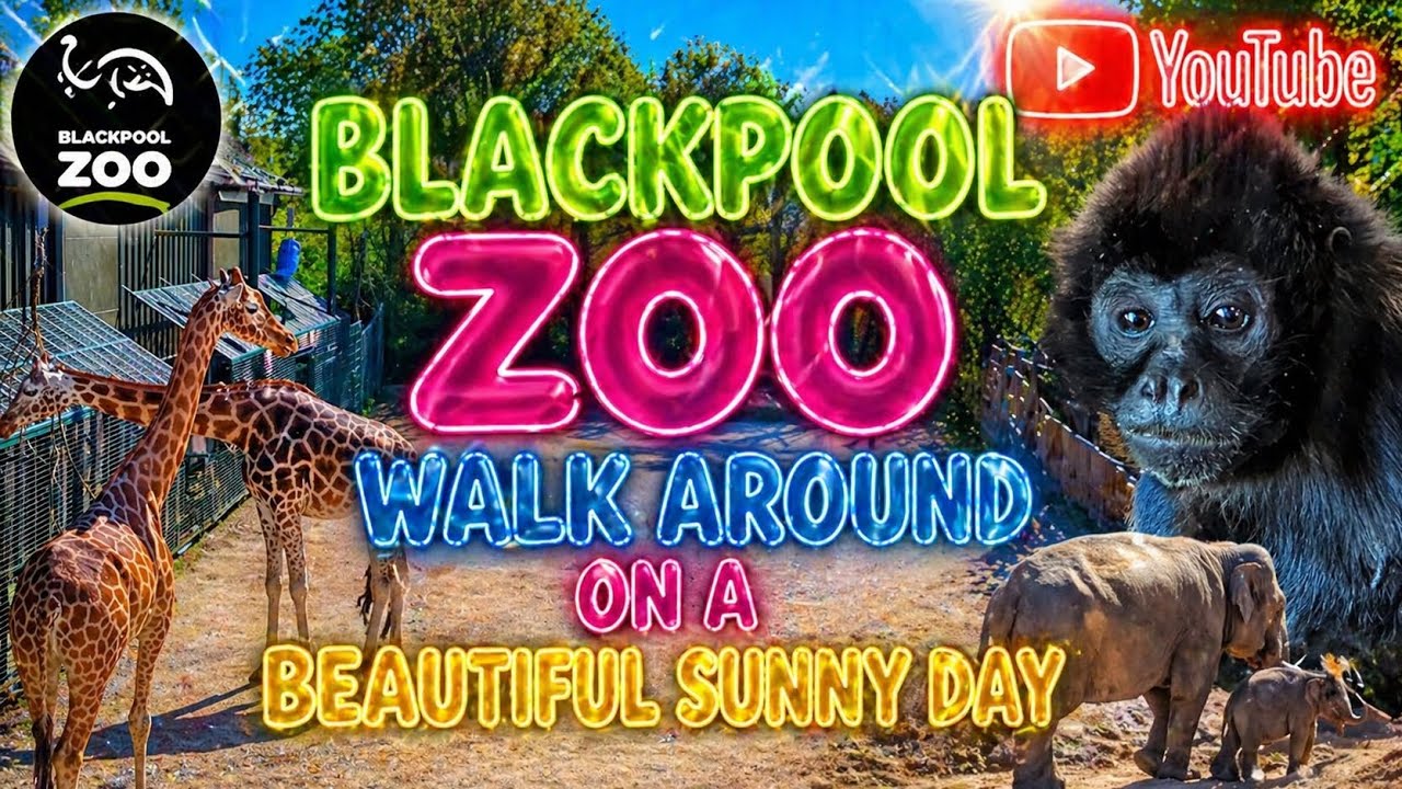 Прогулка по зоопарку Блэкпула в прекрасный солнечный день ☀️