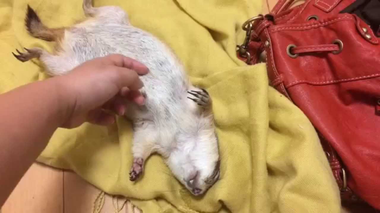 ダメな生き物はなちゃん　【プレーリードッグ/prairie dog】