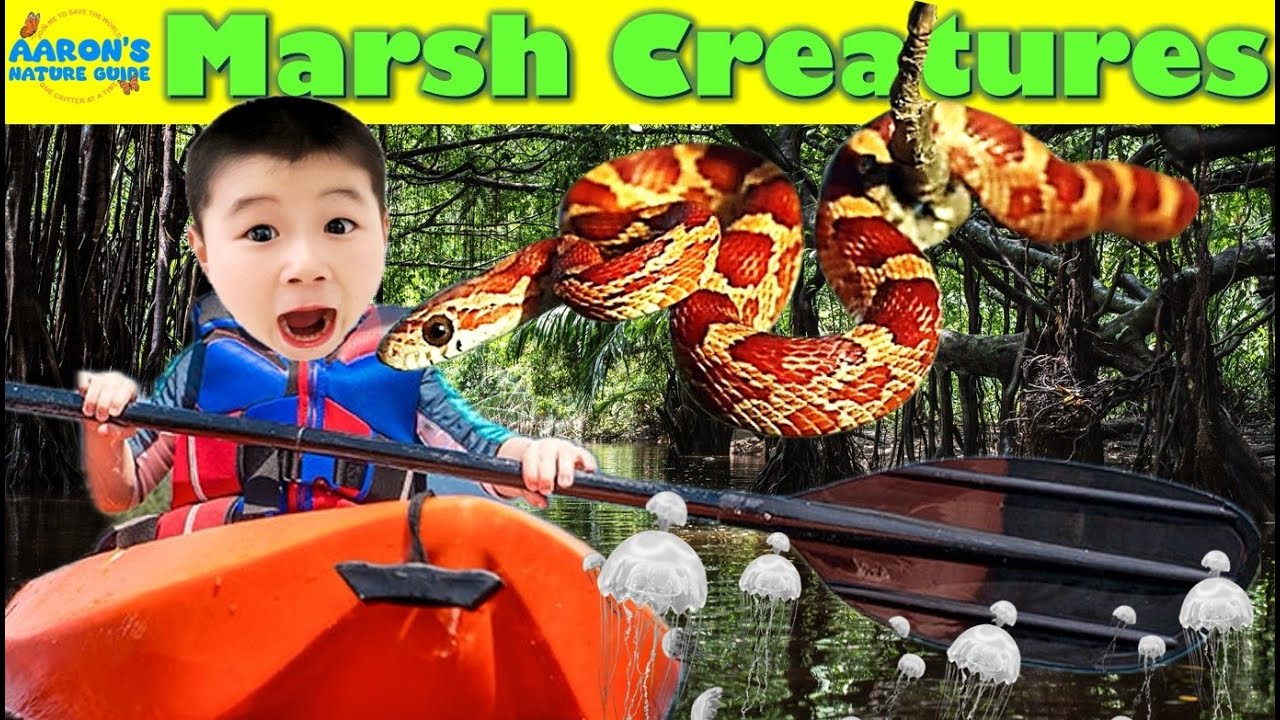 KIDS! 🐍🪼 Catching Mystery Creatures in the MARSH! 🛶| Educational Kids Nature Show🌿