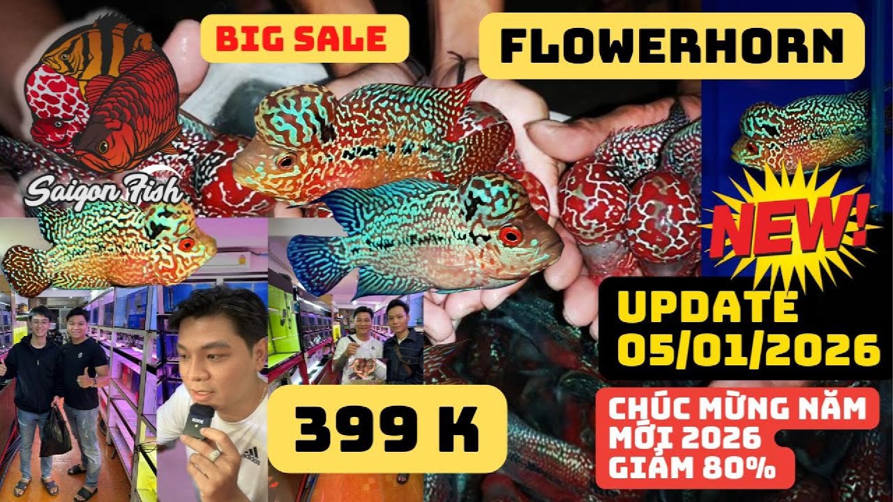 Chào Đón Năm Mới 2026 | Cá La Hán Tuyệt Đẹp Từ 399K Giảm 80% – Thập Bát La Hán Kông Fu Đỉnh Cao