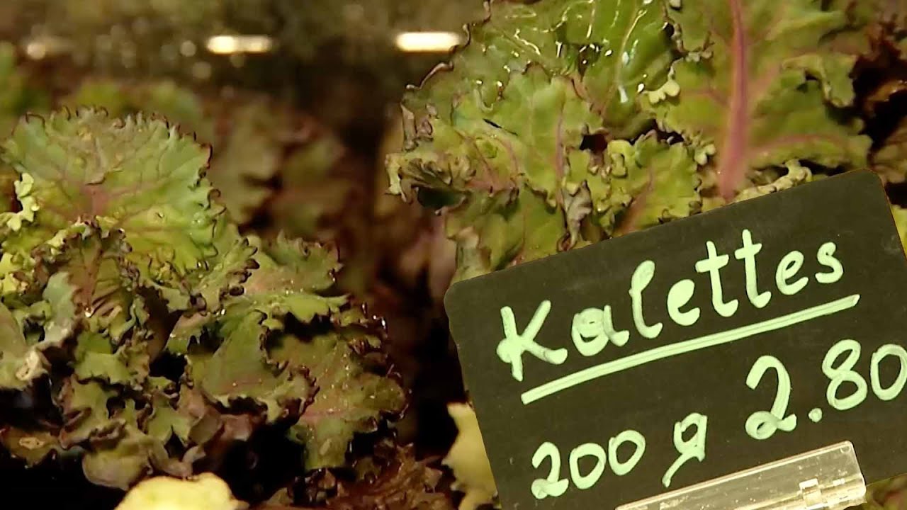 Trend-Gemüse: Eferdinger bauen „Kalettes“ an