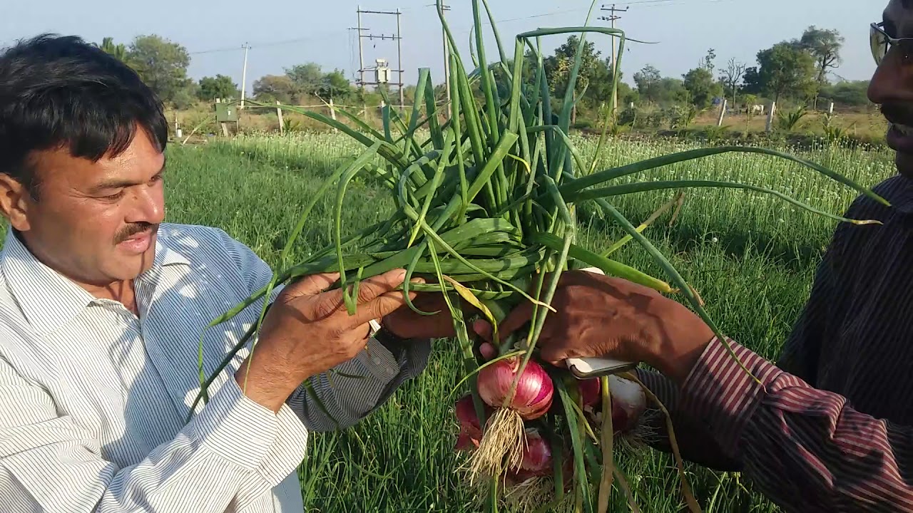 Onion farming farmer opinion Kanada Super Onion result ಬಂಪರ್ ಈರುಳ್ಳಿ ಬೆಳೆ