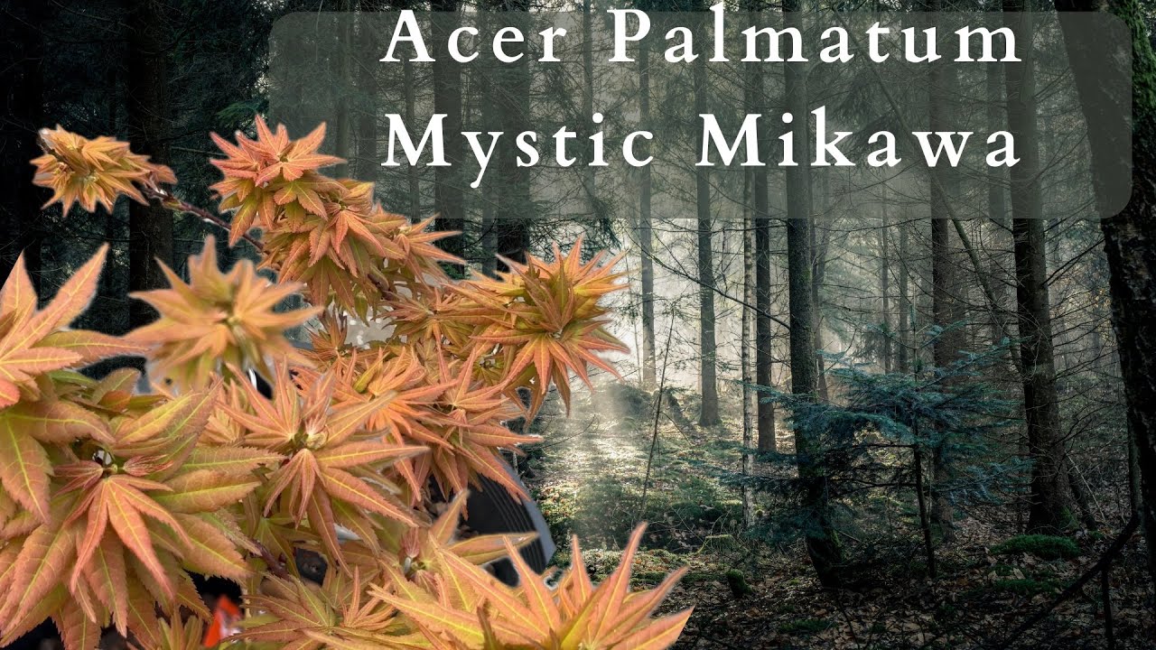 Чарующая красота японского клена Acer Palmatum Mystic Mikawa