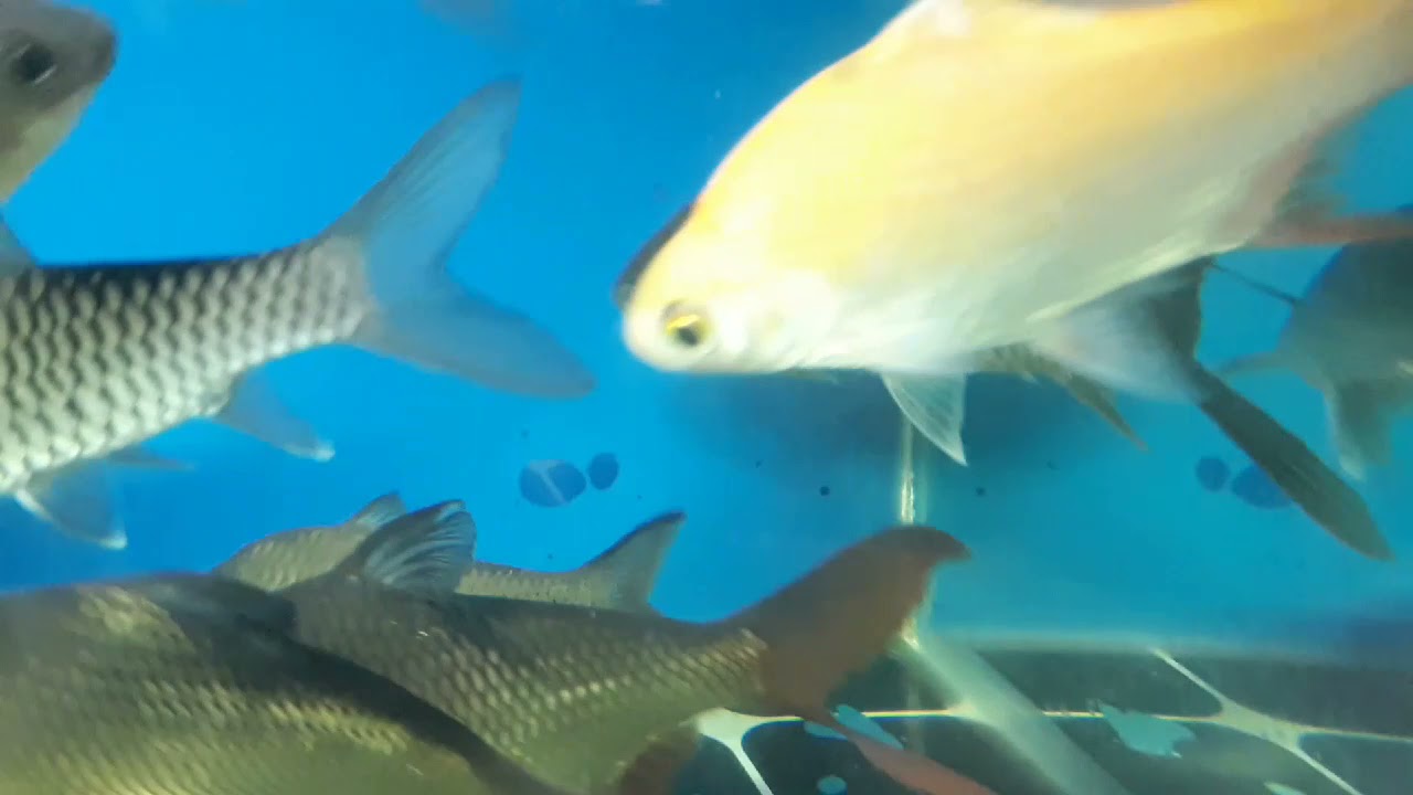 PELBAGAI JENIS IKAN LAMPAM 蓝班鱼