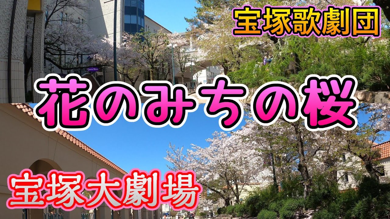 【4K車載動画 JAPAN DRIVE】宝塚の名所 花のみちの桜 宝塚歌劇団 宝塚大劇場
