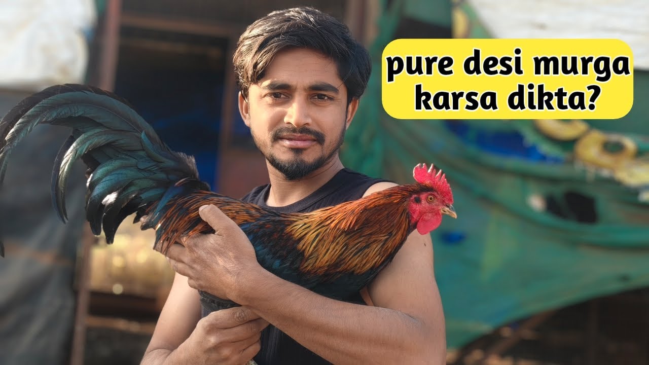 pure desi murge ki pahchan 🐓