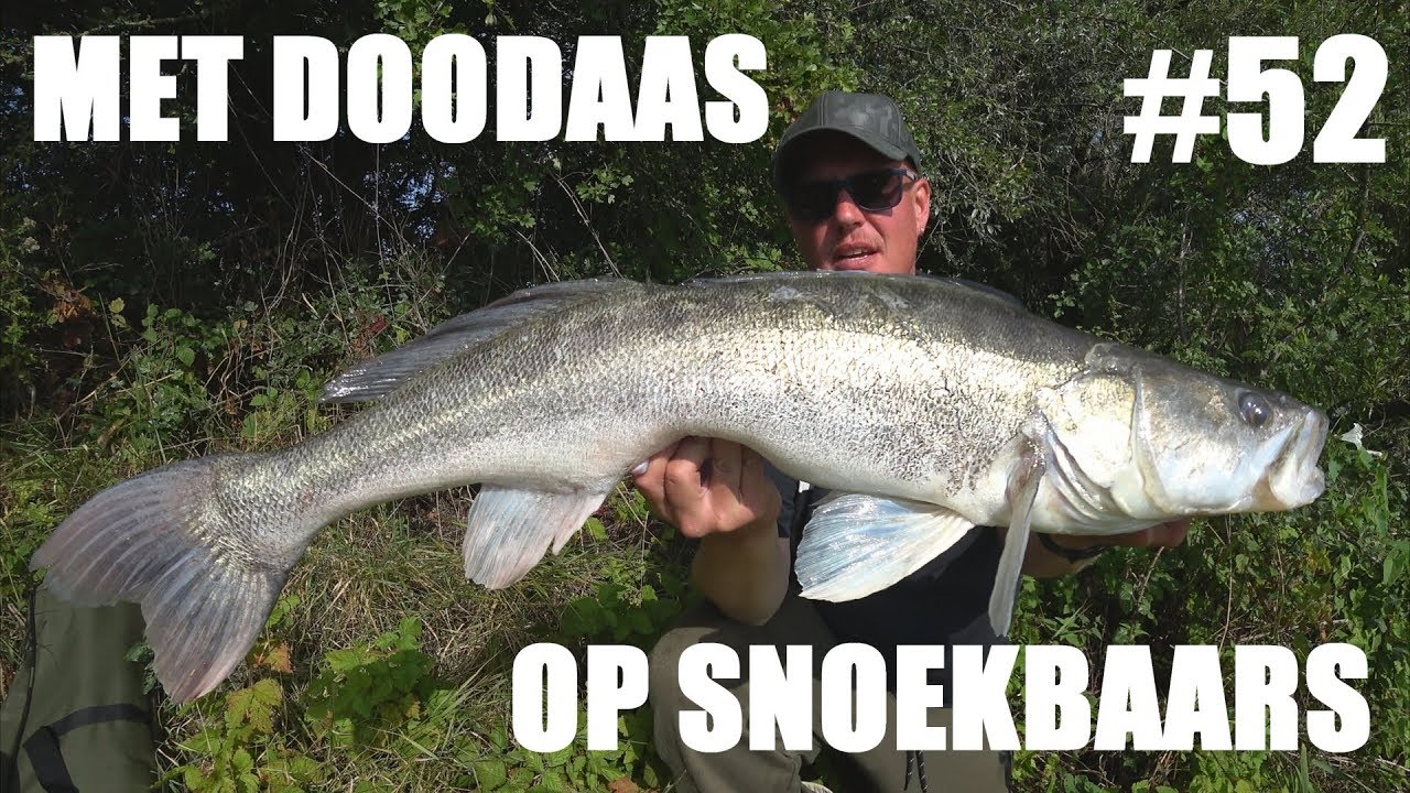 #52 Big Zander - Fishing With Deadbaits (Köderfisch)