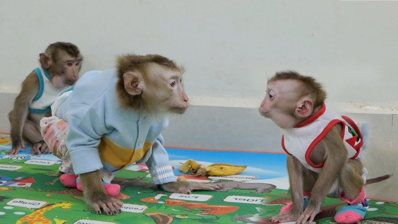 Monkey DouDou Very Angry With Baby GiGi Eat Banana Alone