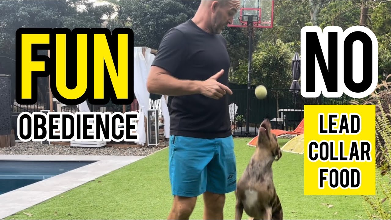 Freestyle Obedience play with no lead, collar, food #dog #dogtraining #dogs