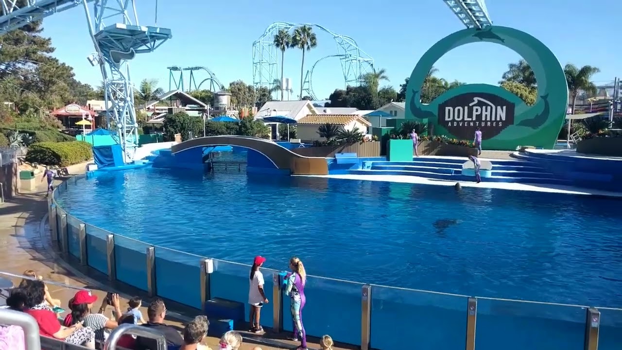 Dolphin Adventures SeaWorld San Diego Dolphin Show (9/21/2022)
